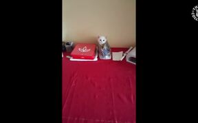 Funny Kitten Popping Out of Purse - Animals - VIDEOTIME.COM