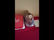 Funny Kitten Popping Out of Purse