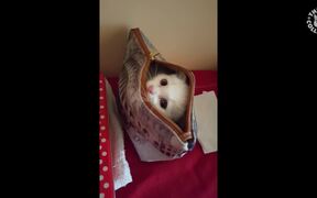 Funny Kitten Popping Out of Purse - Animals - VIDEOTIME.COM