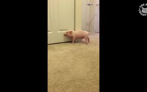 Funny Pig Videos - Animals - VIDEOTIME.COM