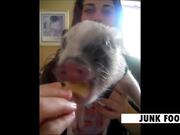 Funny Pig Videos
