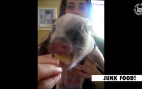 Funny Pig Videos - Animals - VIDEOTIME.COM