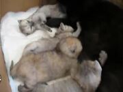 Squirrel Adopted By Cat Family