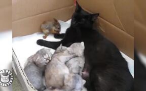 Squirrel Adopted By Cat Family - Animals - VIDEOTIME.COM