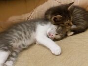 Hilarious Lazy Cats Video Compilation