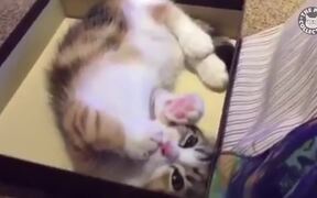 Hilarious Lazy Cats Video Compilation - Animals - VIDEOTIME.COM