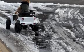 Golden Retriever Drives His Toy Jeep on Icy Road