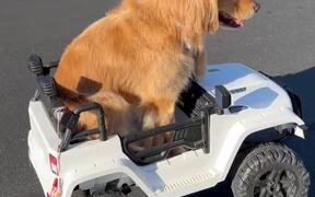 Adorable Dog Drives Its Miniature SUV - Animals - VIDEOTIME.COM