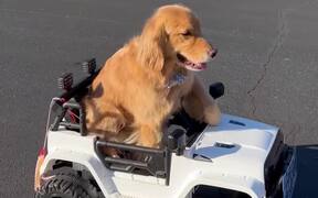 Adorable Dog Drives Its Miniature SUV - Animals - VIDEOTIME.COM