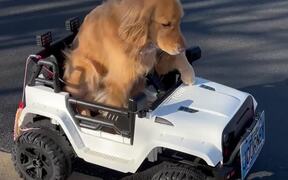 Adorable Dog Drives Its Miniature SUV