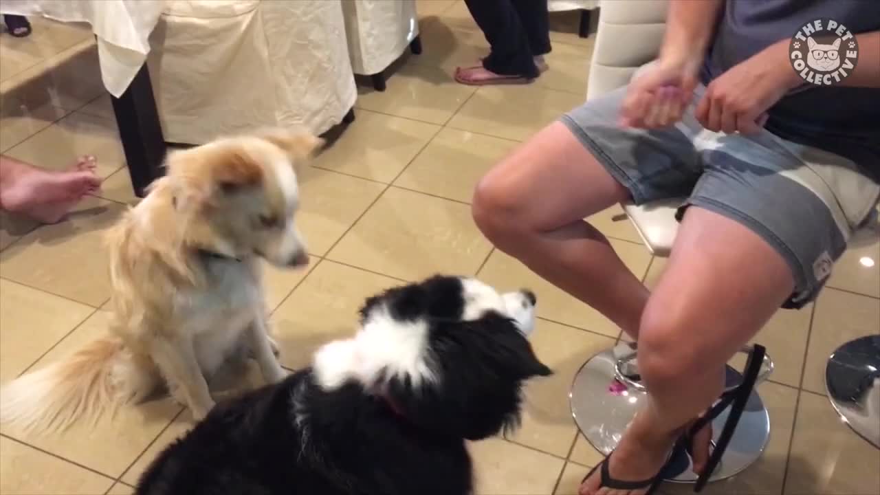 Funny Dog Logic Pet Video Compilation