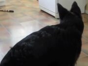 Funny Dog Logic Pet Video Compilation