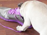Epic Pug Puppy Battles Epic Shoe