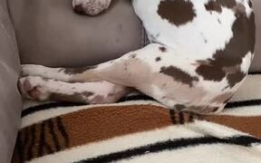 Dog Suddenly Wakes Up - Animals - VIDEOTIME.COM