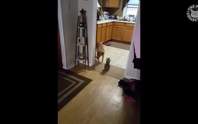 Funny Dog Logic - Animals - VIDEOTIME.COM