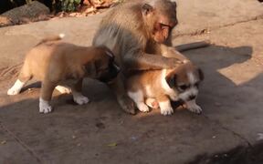 Monkey and Puppies Meet - Animals - VIDEOTIME.COM