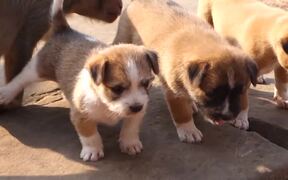 Monkey and Puppies Meet - Animals - VIDEOTIME.COM