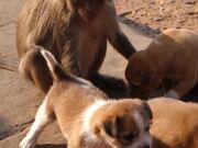 Monkey and Puppies Meet