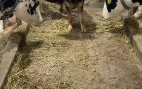 Sweet Dog Befriends Cows at Farm - Animals - VIDEOTIME.COM