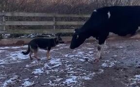 Sweet Dog Befriends Cows at Farm - Animals - VIDEOTIME.COM