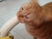 Kitty Devours Banana