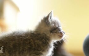 Tiny Kitten Has Tiny Meows - Animals - VIDEOTIME.COM