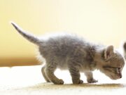 Tiny Kitten Has Tiny Meows