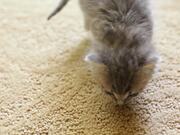 Tiny Kitten Has Tiny Meows