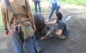 You'll Never Believe What This Elephant Does - Animals - VIDEOTIME.COM