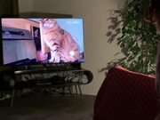 Dog Attentively Watches Cat Video On TV Screen
