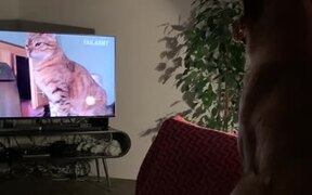 Dog Attentively Watches Cat Video On TV Screen - Animals - VIDEOTIME.COM
