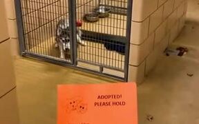 Husky Gets Excited - Animals - VIDEOTIME.COM