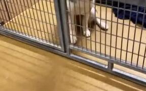 Husky Gets Excited - Animals - VIDEOTIME.COM