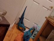 Conversation With Macaws