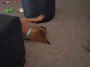 Dog Uses Ottoman as Giant Spinning Top