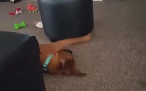 Dog Uses Ottoman as Giant Spinning Top - Animals - VIDEOTIME.COM