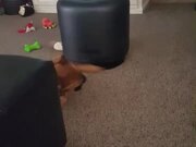 Dog Uses Ottoman as Giant Spinning Top
