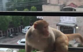 Curious Monkey Breaks Window - Animals - VIDEOTIME.COM