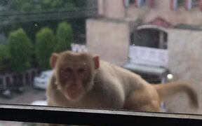 Curious Monkey Breaks Window - Animals - VIDEOTIME.COM