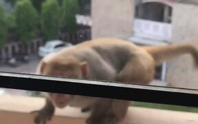 Curious Monkey Breaks Window