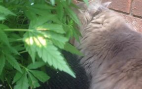 The Cat Eats Marijuana Plant - Animals - VIDEOTIME.COM