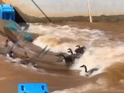 Canadian Geese Go Surfing