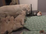 Mom Dog Teaches Her Puppies a Lesson in Patience