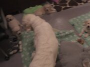 Mom Dog Teaches Her Puppies a Lesson in Patience - Animals - Y8.COM