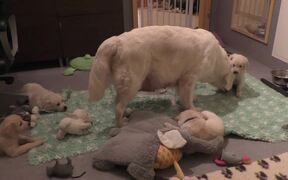 Mom Dog Teaches Her Puppies a Lesson in Patience - Animals - VIDEOTIME.COM