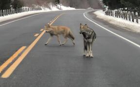 Coywolf Alpha Acting as Crossing Guard - Animals - VIDEOTIME.COM