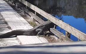 Alligator Stuck in Bridge Doesn't Learn its Lesson - Animals - VIDEOTIME.COM