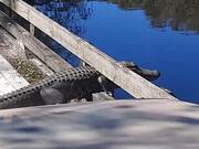 Alligator Stuck in Bridge Doesn't Learn its Lesson