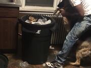 Man Makes Dogs Pickup Trash
