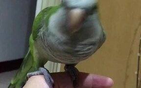 Beat Boxing Birdie - Animals - VIDEOTIME.COM
